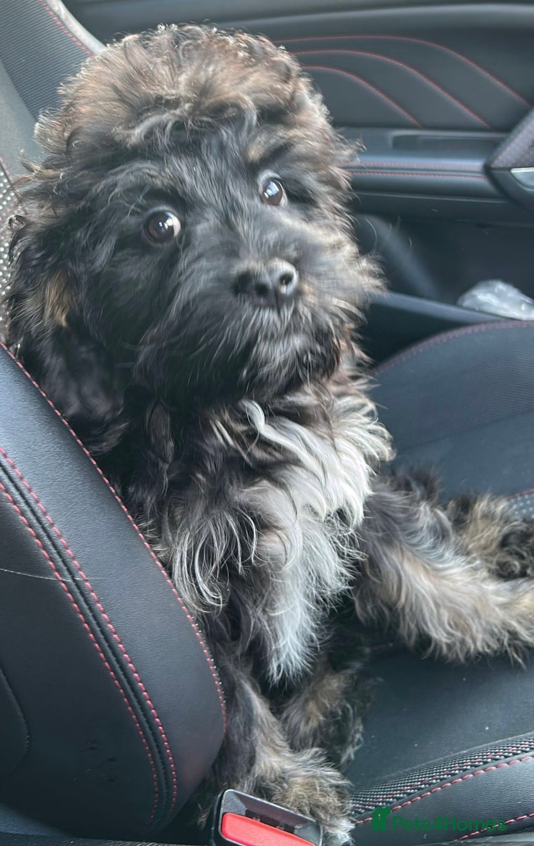 Cavapoo dogs for sale: Cavapoo baby boy - Image 1
