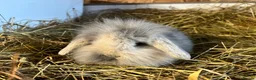 Mini Lion Lop rabbits for sale: Gorgeous Mini lion lops  - Advert 6