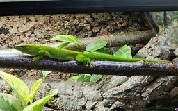 Gecko reptiles for sale: sub adult Giant Day Gecko - Image 3