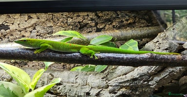 Gecko reptiles - Advert 1