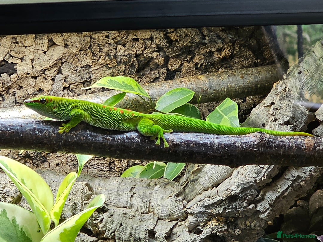 Gecko reptiles for sale: sub adult Giant Day Gecko - Image 3