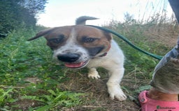 Mixed Breed dogs for adoption: Diego. Badersfield Norfolk  - Image 20