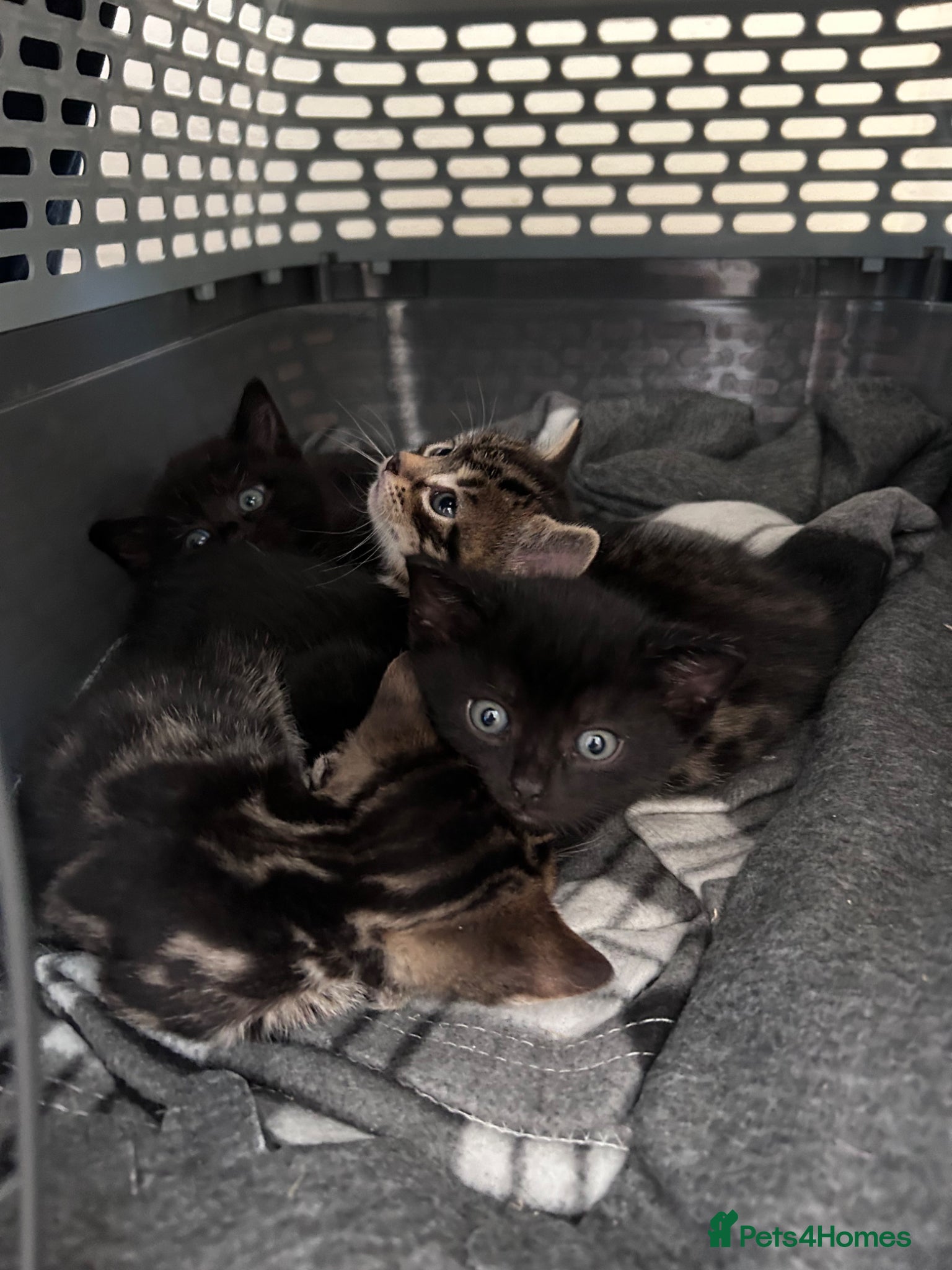 Bengal cats 4 beautiful kittens for sale  - Advert 8