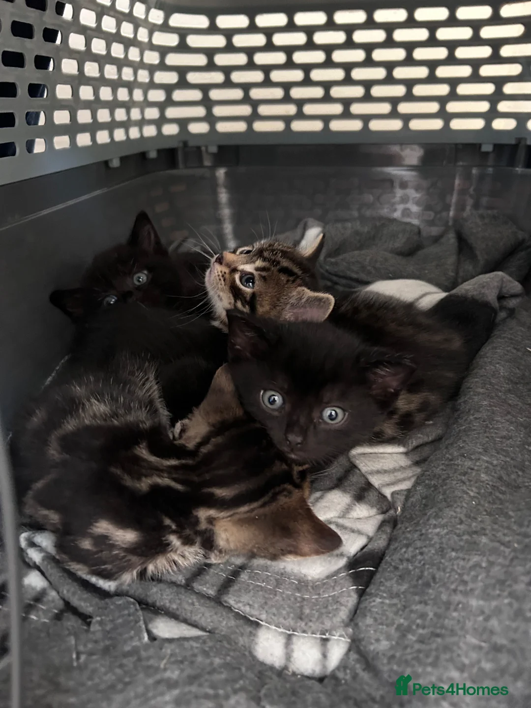Bengal cats for sale: 4 beautiful kittens for sale  in Portsmouth - Advert 1