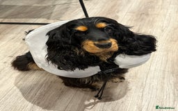 Cocker Spaniel dogs for sale: 11 Months Cocker spaniel  - Image 2