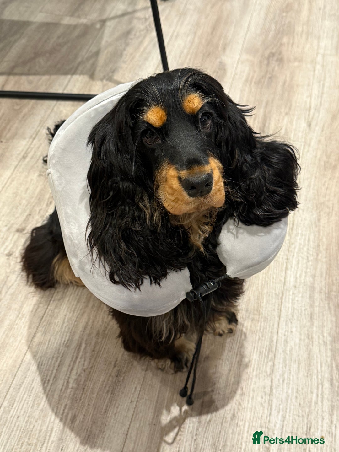 Cocker Spaniel dogs for sale: 11 Months Cocker spaniel  - Image 2