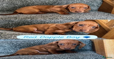 Miniature Dachshund dogs - Advert 6