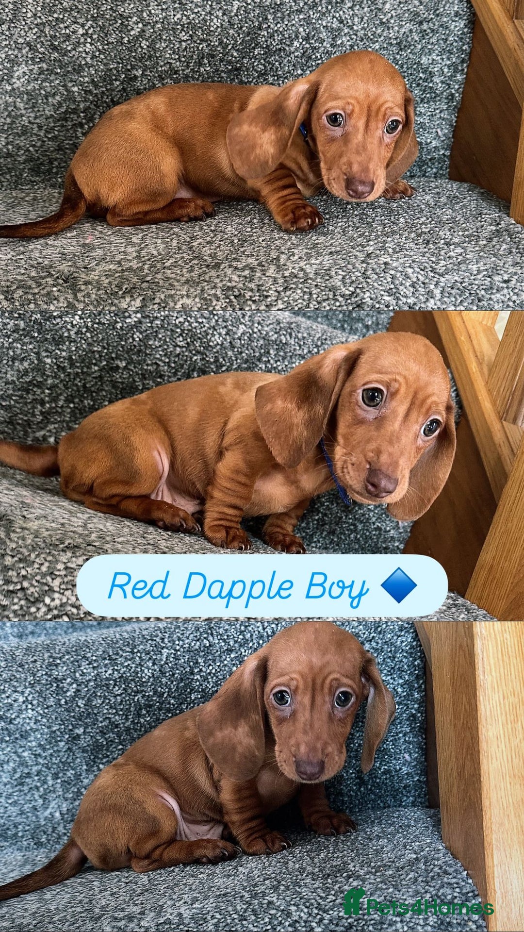 Miniature Dachshund dogs for sale: Miniature Dachshund Puppiee - Image 1