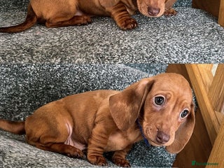 Miniature Dachshund dogs - Advert 7