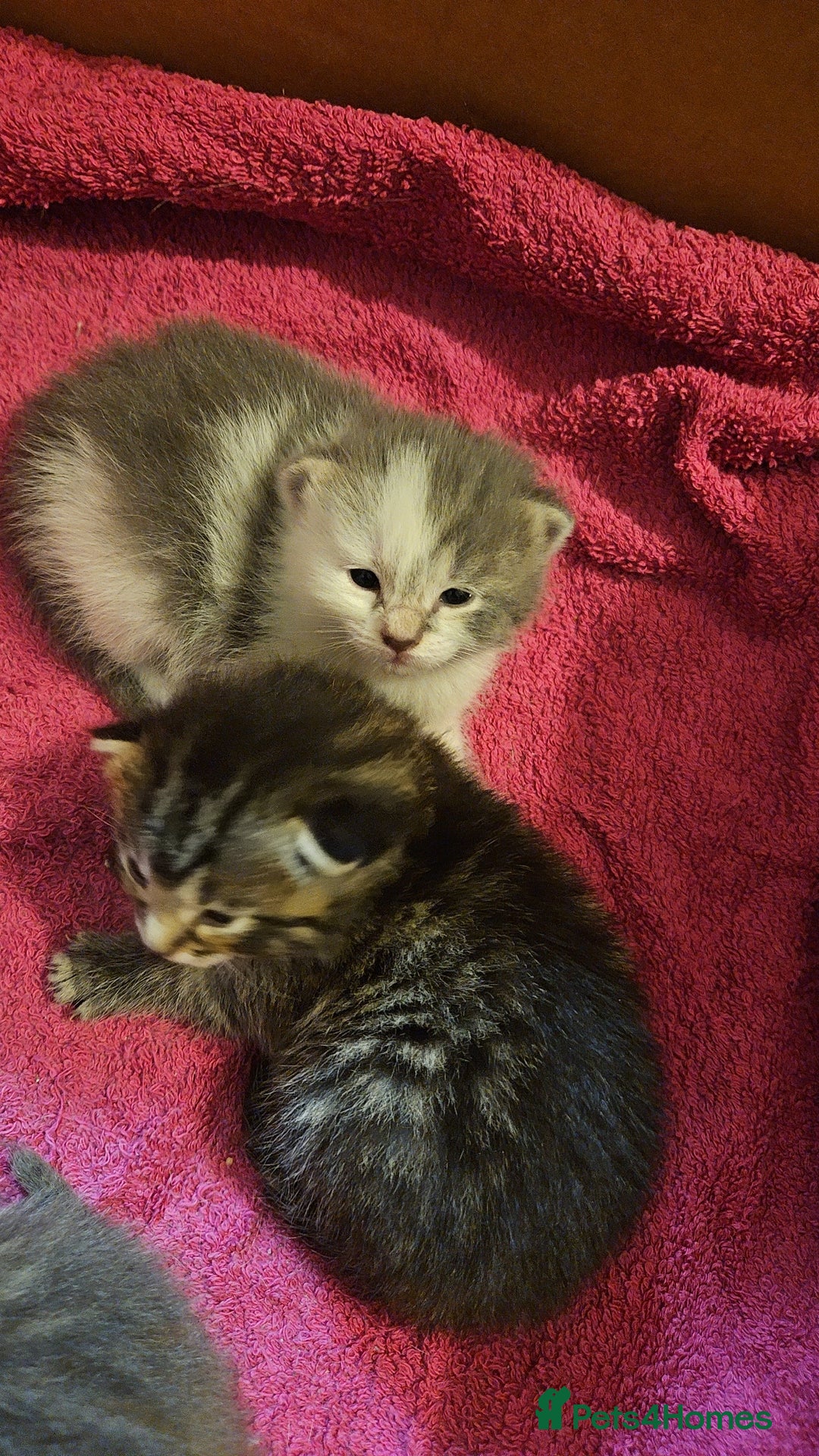 Mixed Breed cats for sale: Grey Kittens🐾🤍 - Advert 14