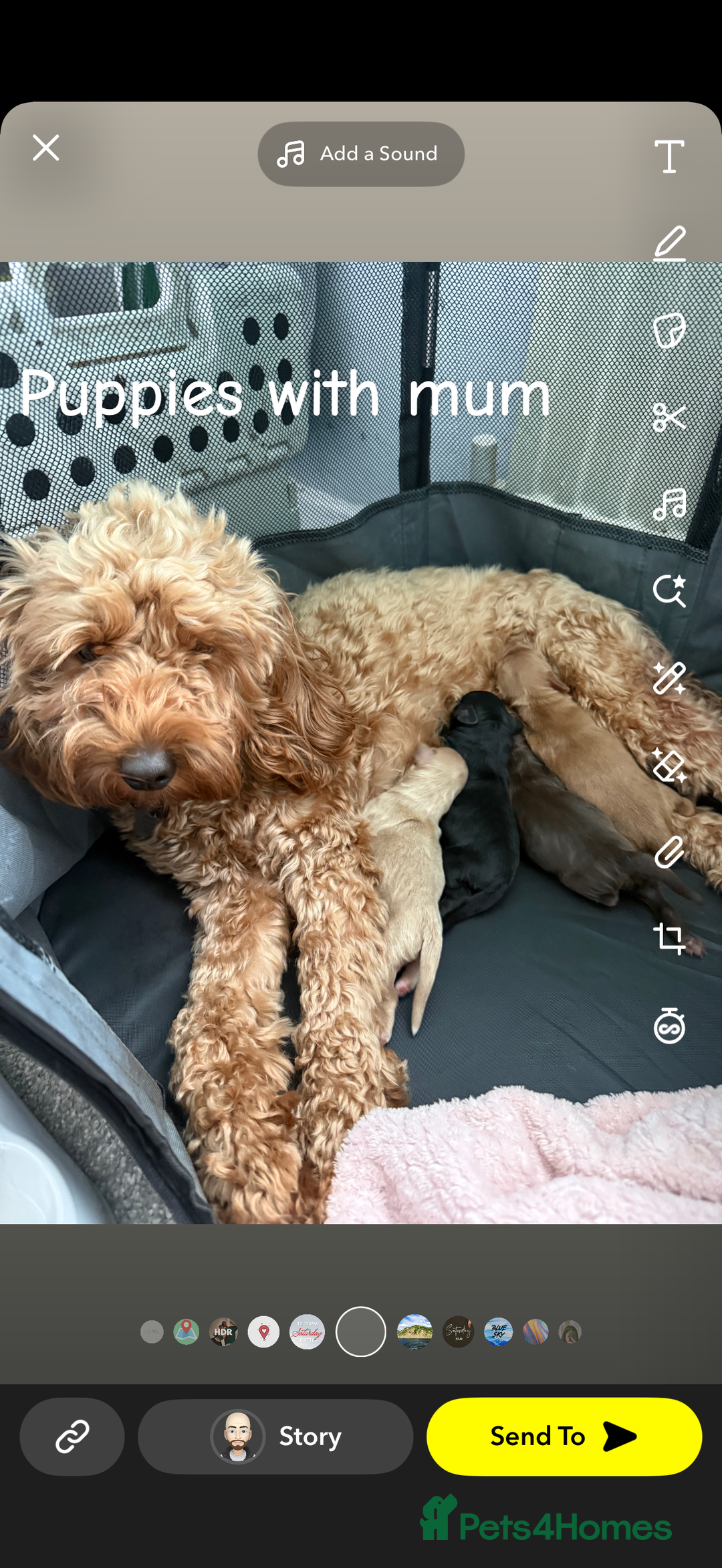 Cavapoo dogs for sale: Cavapoo puppies looking for forever homes - Image 3