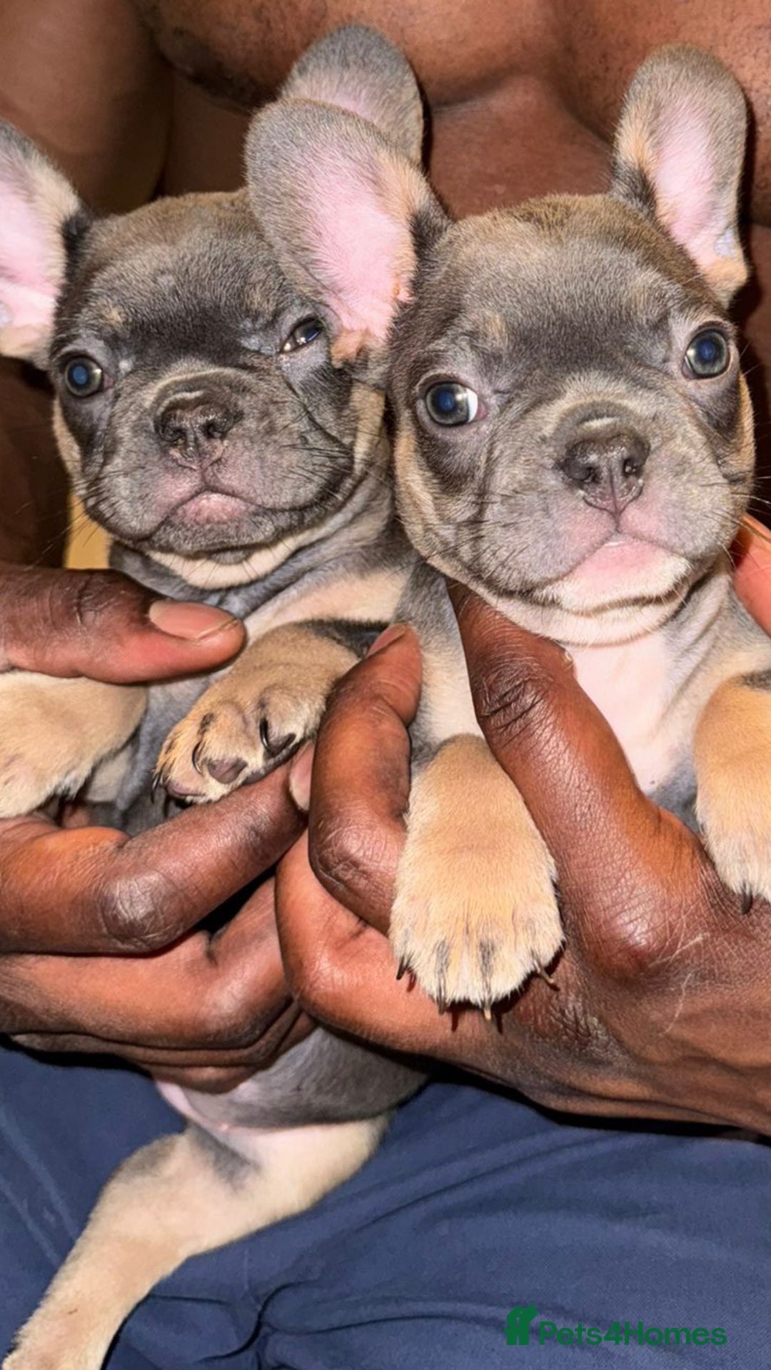 French Bulldog dogs for sale: READY TO GO! Adorable French Bulldog Puppies in Barking - Image 35