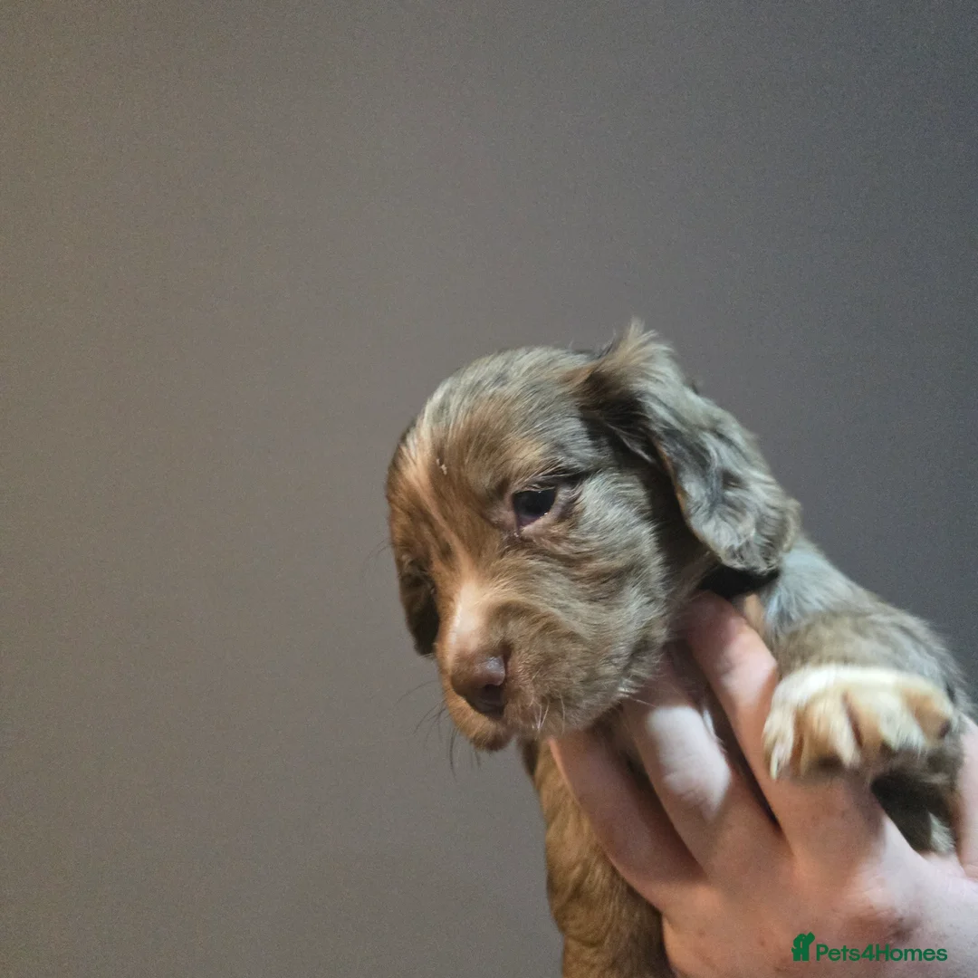 Cocker Spaniel dogs for sale: Cocker spaniel puppies for sale  - Advert 16