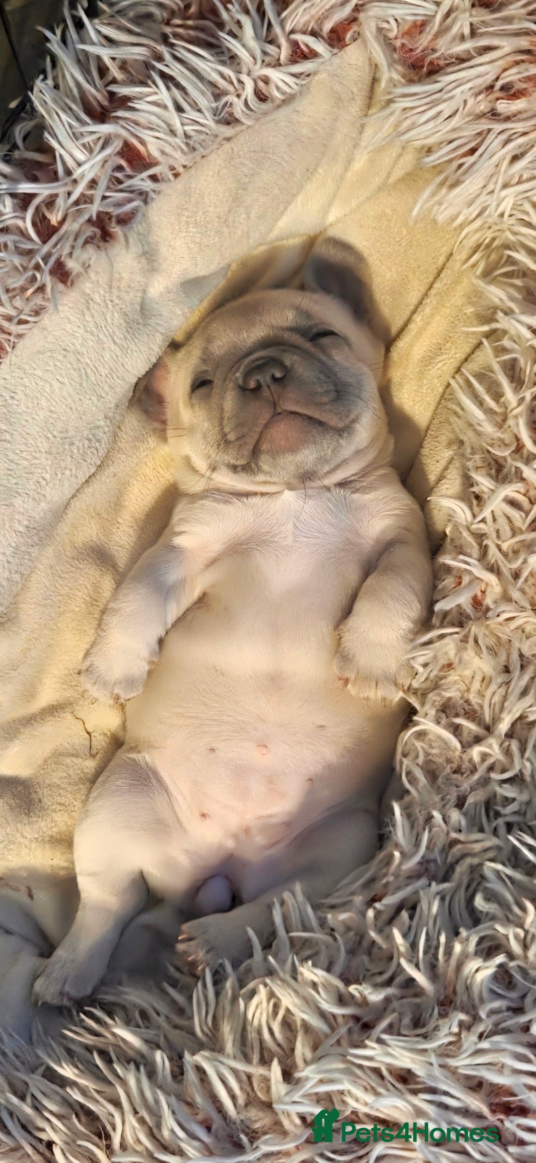 French Bulldog dogs for sale: Frenchies for sale - Advert 10