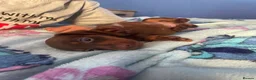 Dachshund dogs for sale: Beautiful dachshund/sausage dog pups for sale  - Advert 15