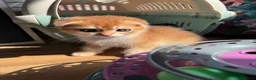 Scottish Fold cats for sale: 🐾BEAUTIFUL SCOTTISH FOLD KITTEN 🐱  - Advert 12