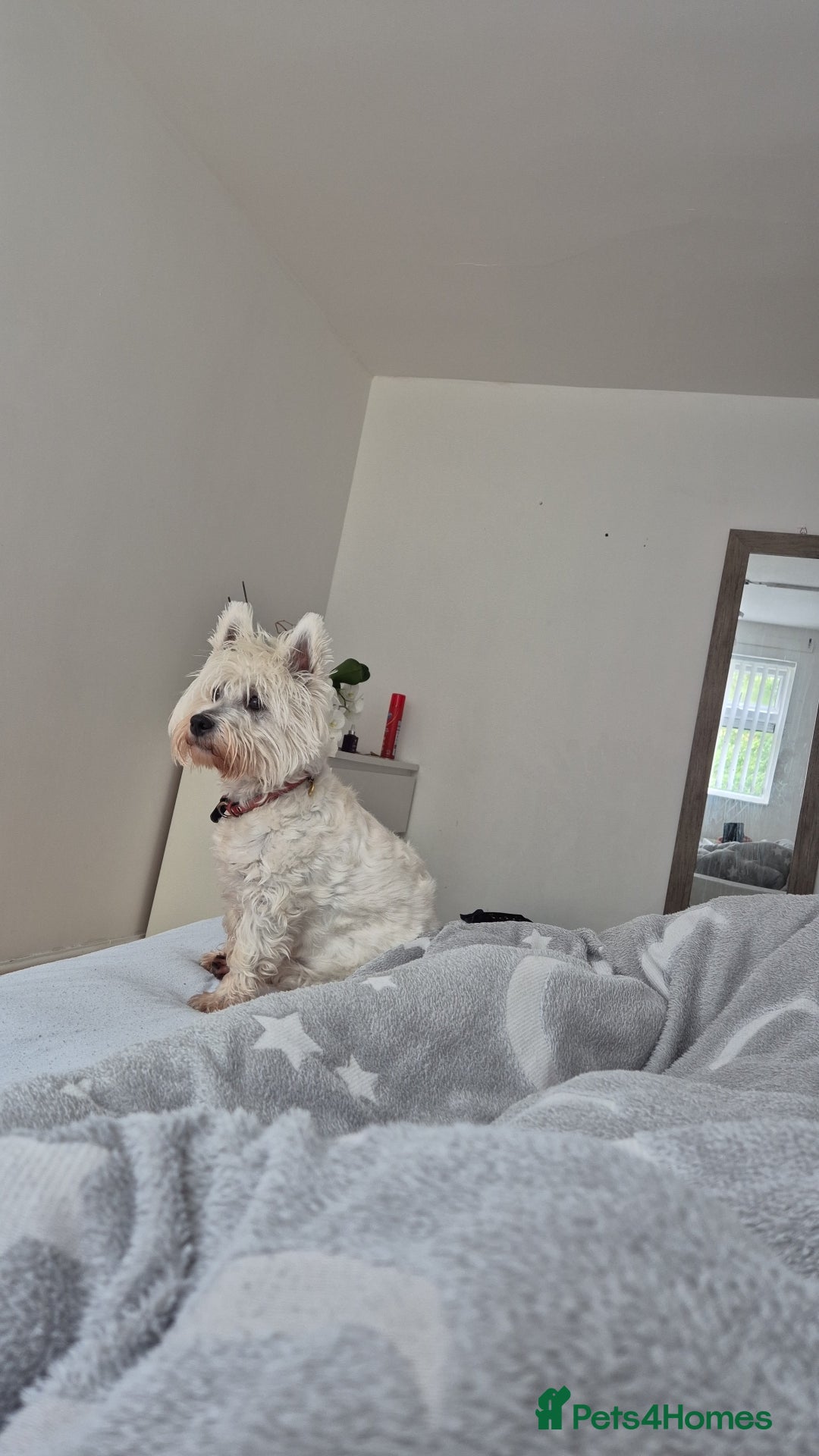 West Highland Terrier dogs for sale: Westhighland Terrier - Advert 1