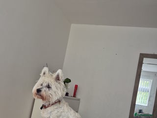 West Highland Terrier dogs Westhighland Terrier - Advert 1