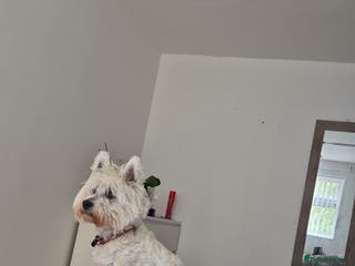 West Highland Terrier dogs Westhighland Terrier - Advert 3