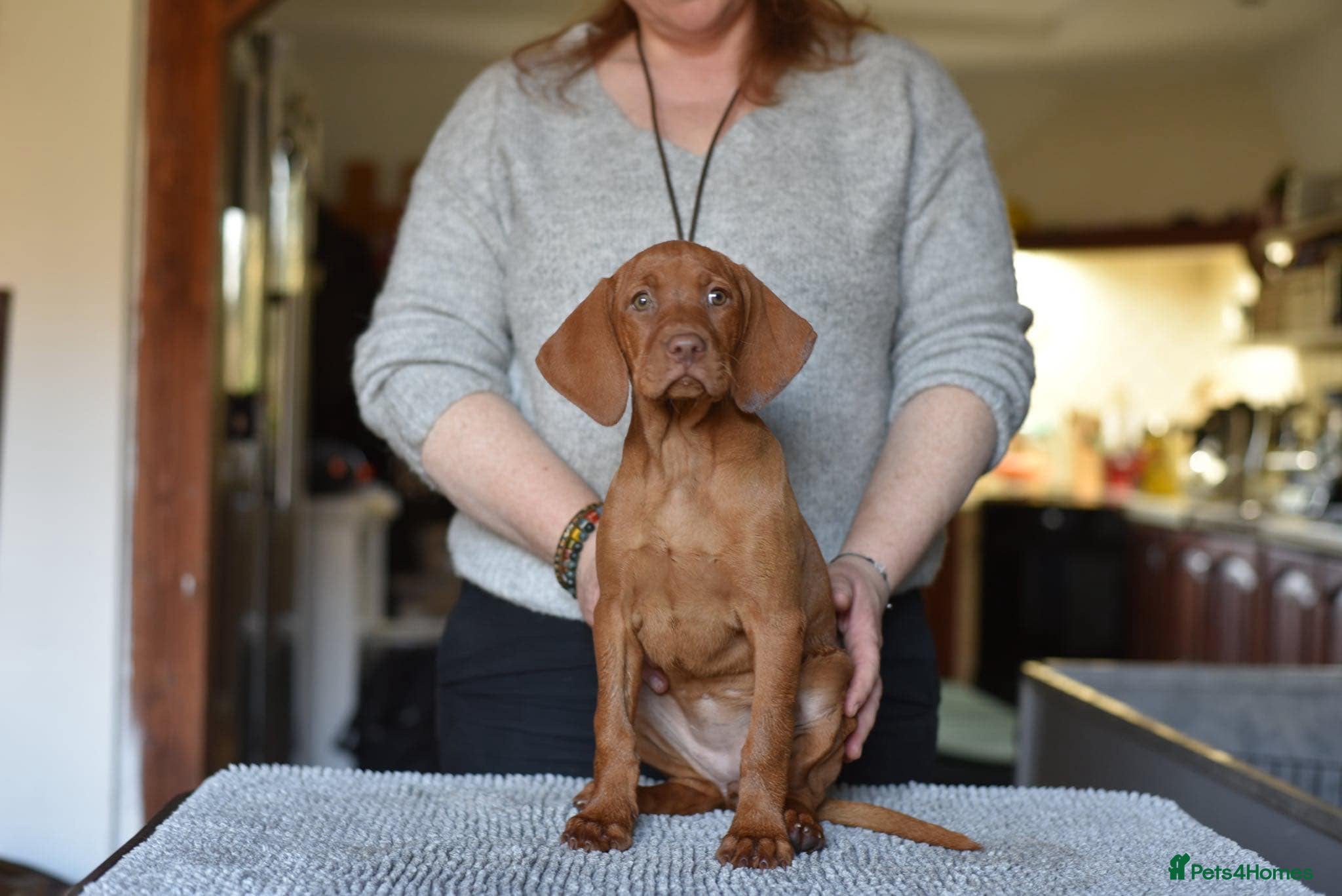Hungarian Vizsla dogs CH SHOW & FIELD TRIAL Sired Puppy Waiting List  - Advert 11