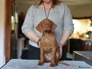 Hungarian Vizsla dogs CH SHOW & FIELD TRIAL Sired Puppy Waiting List - Advert 1