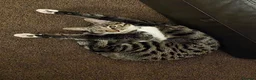 Mixed Breed cats for sale: Bengal cross kittens  - Advert 2