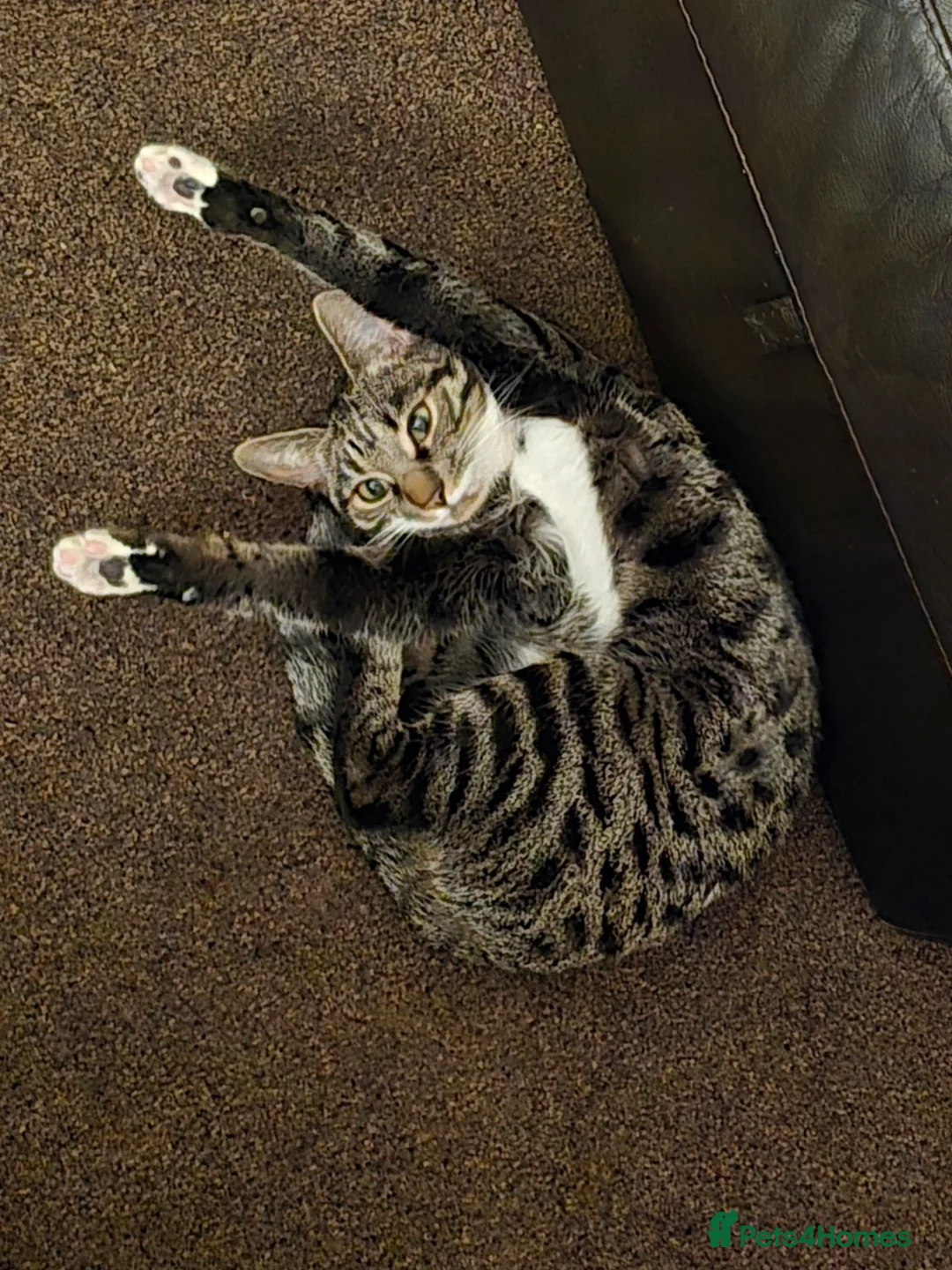 Mixed Breed cats for sale: Bengal cross kittens  - Advert 2
