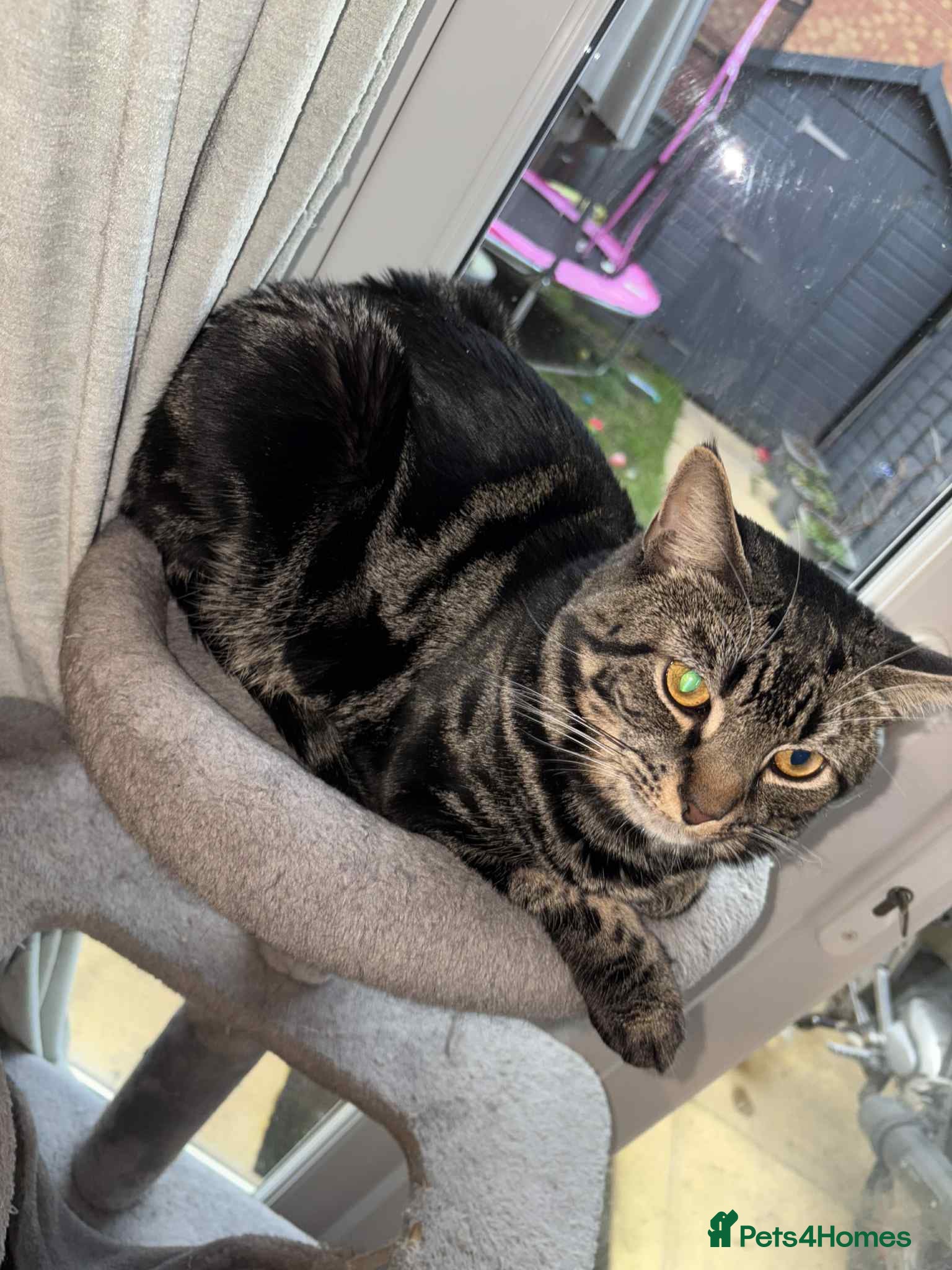 Mixed Breed cats Free To Good Home  - Advert 2