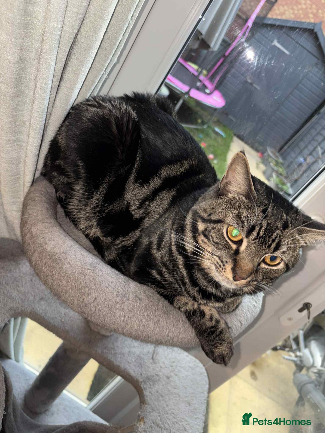 Mixed Breed cats for sale:  **   - Advert 1