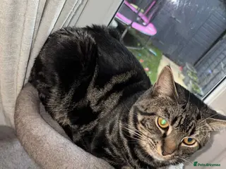 Mixed Breed cats ** - Advert 12