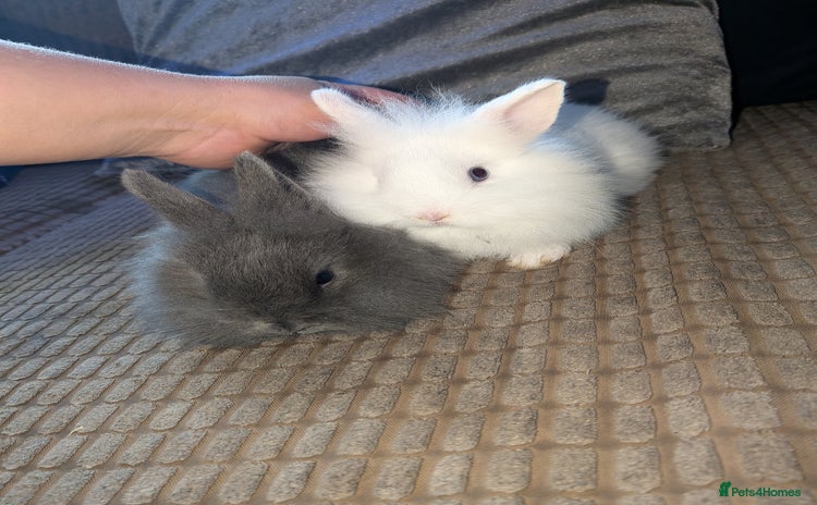 Lionhead rabbits - Advert 18