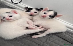 Mixed Breed cats for sale: Kittens available for sale with heterochromia - Image 10
