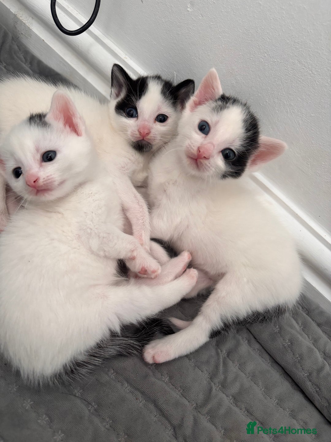 Mixed Breed cats for sale: Kittens available for sale with heterochromia - Image 10