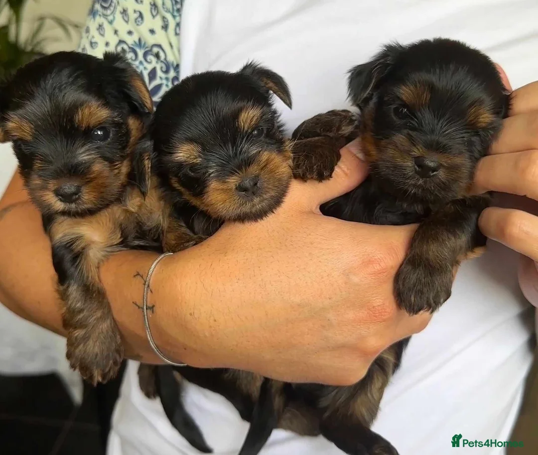 Yorkshire Terrier dogs for stud: PROVEN KC reg 2.5kg experienced STUD boy in Newton-le-Willows - Advert 21
