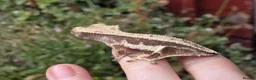 Gecko reptiles for sale: Various crested geckos - Advert 8