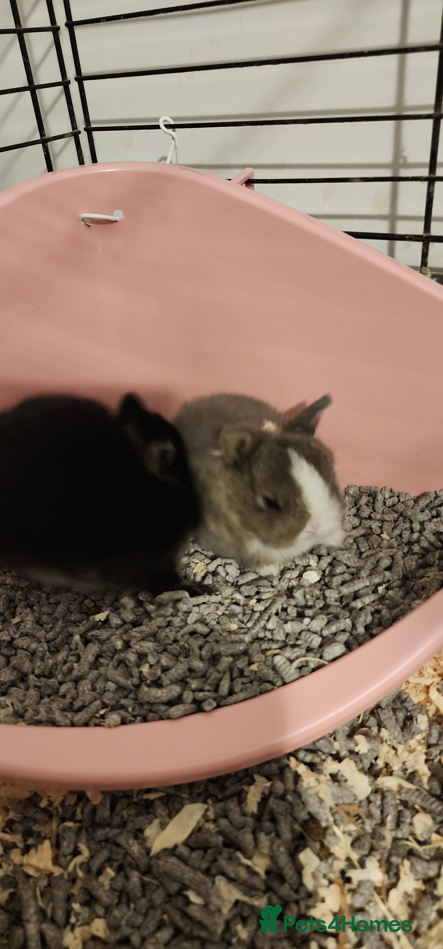 Netherland Dwarf rabbits Netherland dwarf rabbits  - Advert 2