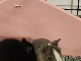 Netherland Dwarf rabbits Netherland dwarf rabbits - Advert 2