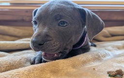 Staffordshire Bull Terrier dogs for sale: Blue/blue&white staffs - Image 12