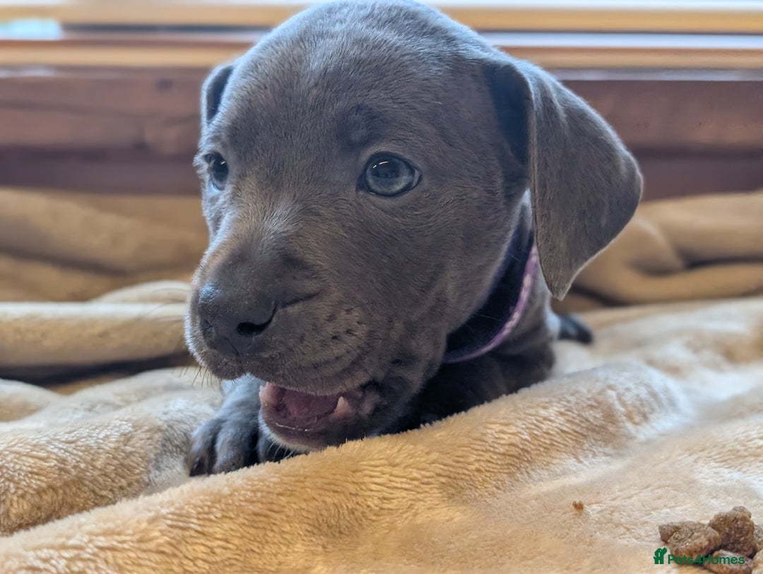 Staffordshire Bull Terrier dogs for sale: Blue/blue&white staffs - Image 12