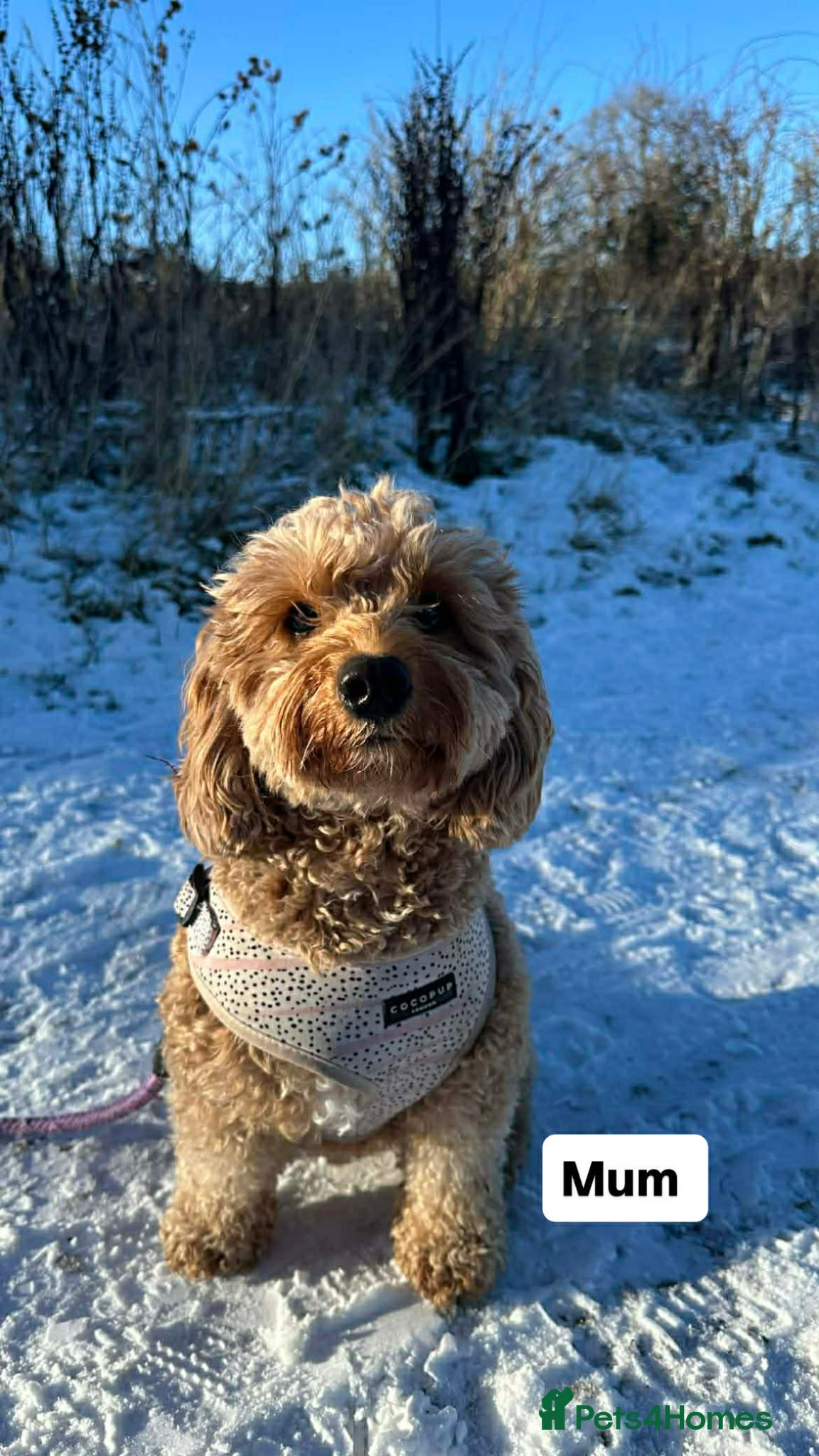 Cockapoo dogs Cockapoo pups - Advert 3