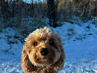 Cockapoo dogs Cockapoo pups - Advert 3