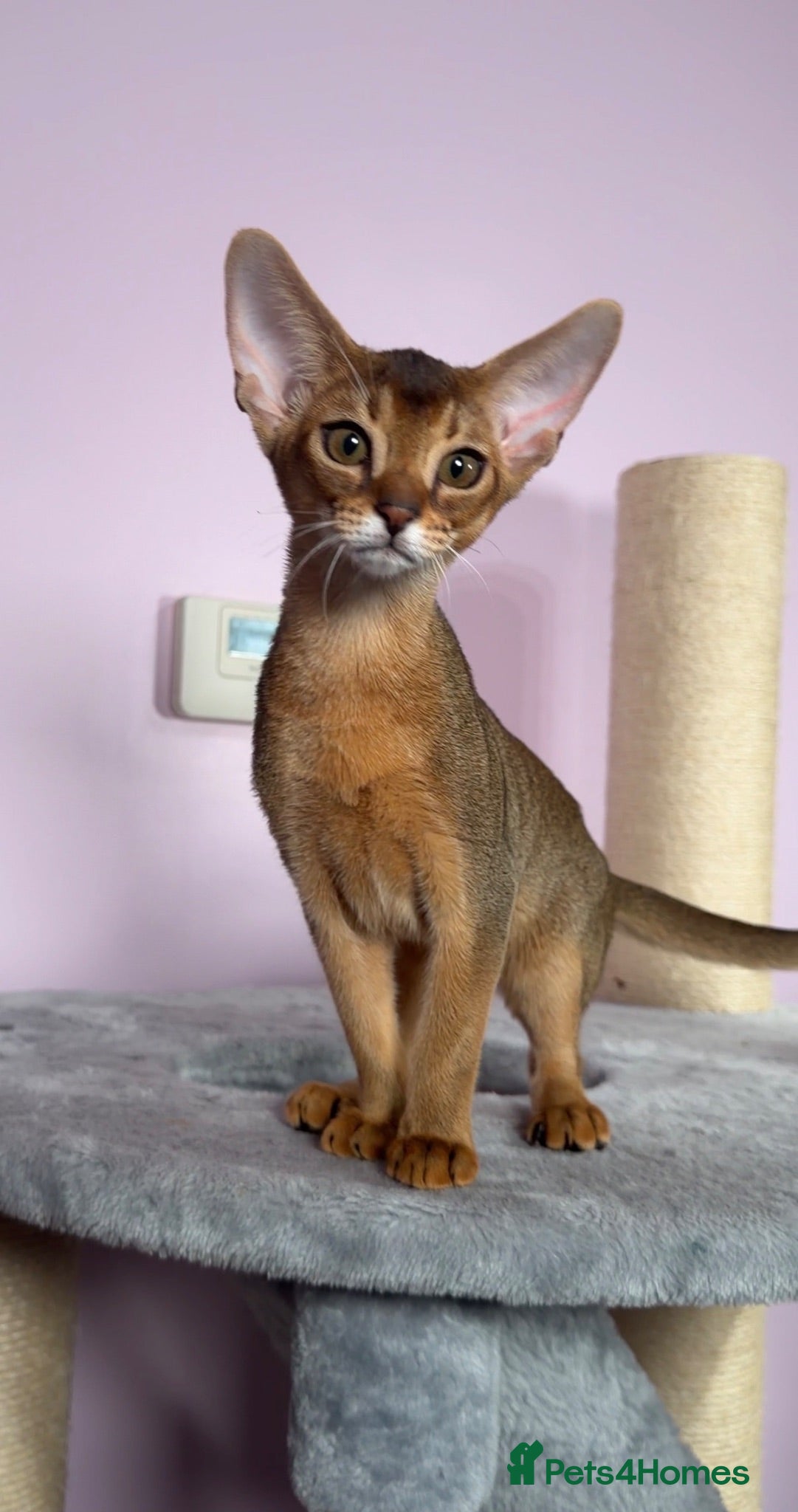 Abyssinian cats Gorgeous Abyssinian ruddy girls🤎❤️ - Advert 1