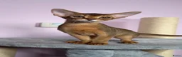 Abyssinian cats for sale: Gorgeous Abyssinian ruddy girls🤎❤️ - Advert 1