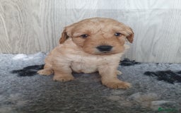Labradoodle dogs for sale: labradoodle - Image 6
