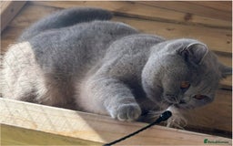 British Shorthair cats for sale: Beautiful boy  - Image 5