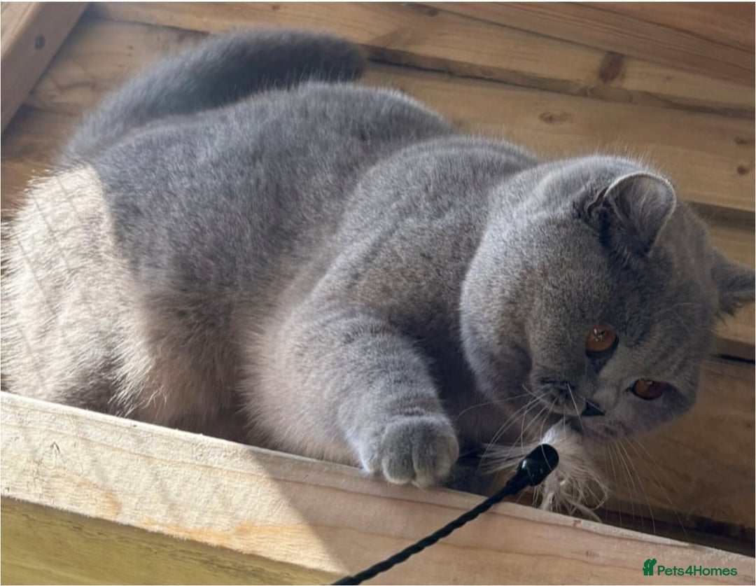 British Shorthair cats for sale: Beautiful boy  - Image 5