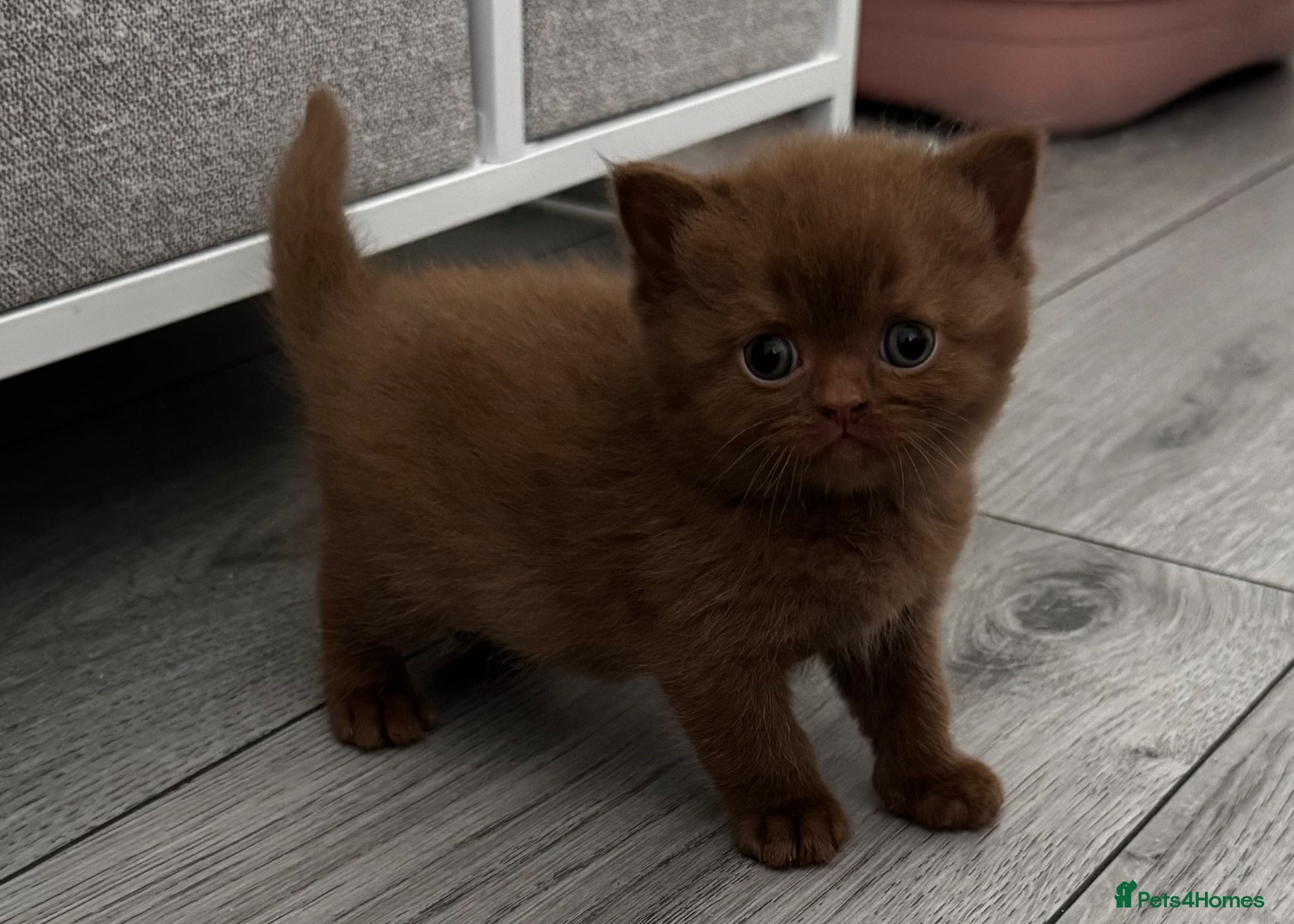 British Shorthair cats British shorthair kittens  - Advert 2