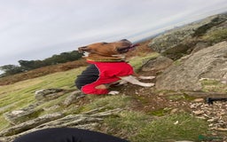 Mixed Breed dogs for sale: 3 year old staff x American bulldog  - Image 3