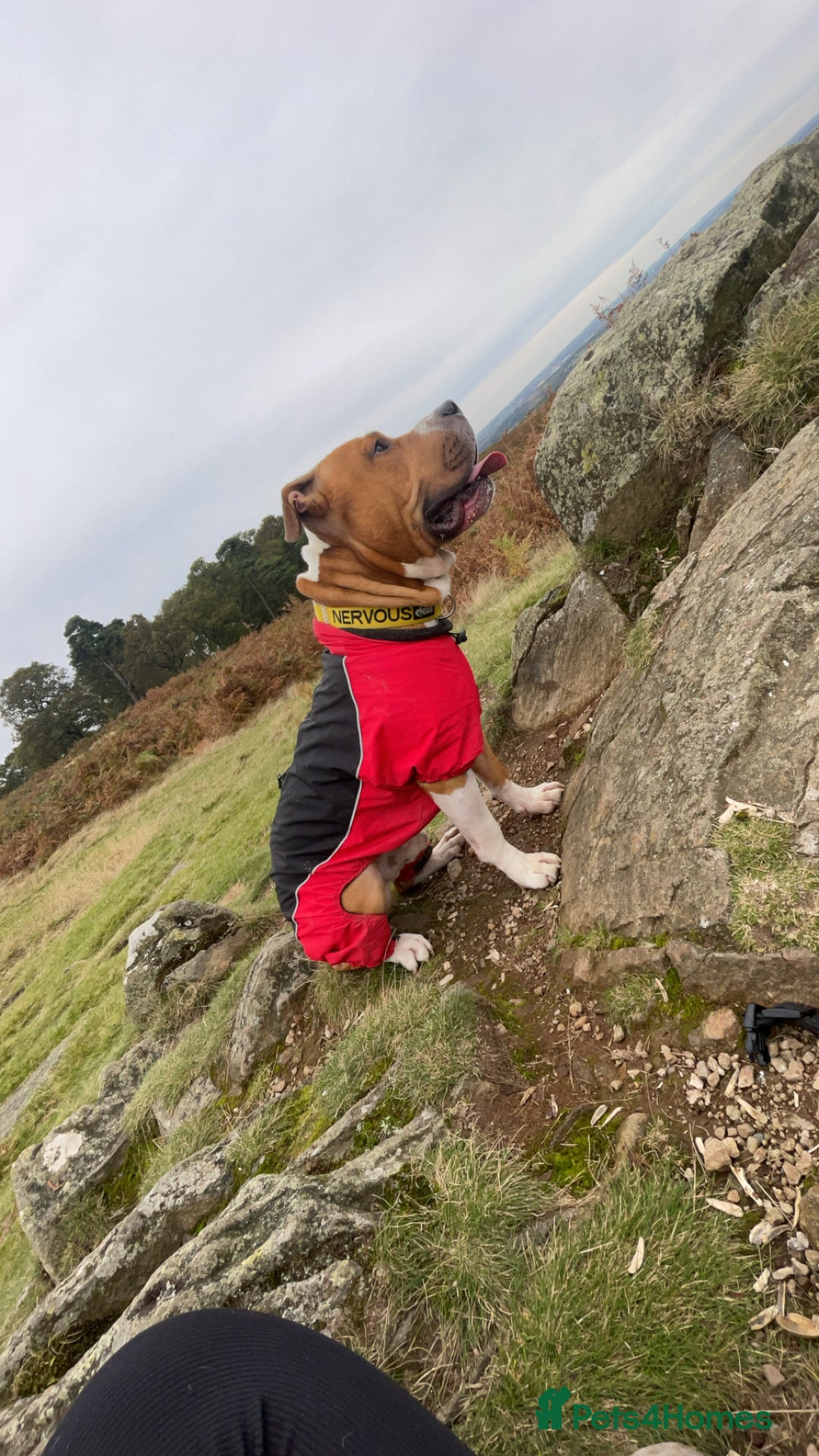Mixed Breed dogs for sale: 3 year old staff x American bulldog  - Image 3