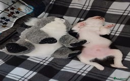 Border Collie dogs for sale: Border collie boy - Advert 5